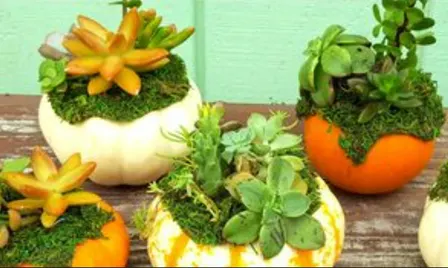 Succulent Pumpkin Garden Workshop
