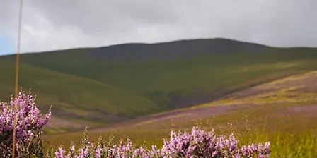Conservation day at Skiddaw Forest Nature Reserve