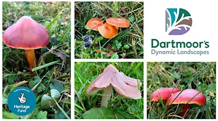 Identifying Waxcaps of significance in grassland systems