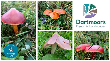 Identifying Waxcaps of significance in grassland systems
