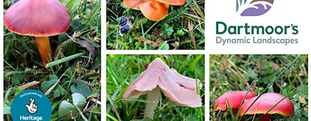 Identifying Waxcaps of significance in grassland systems