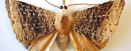 Learn about native moths from an expert!