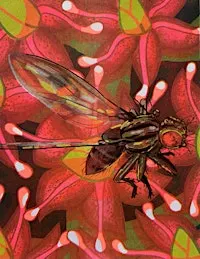 Learn about native flies from an expert!