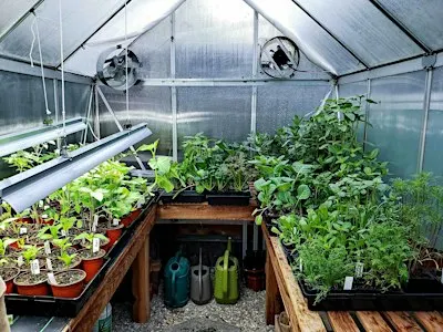 Greenhouse Systems Management and Seed Starting
