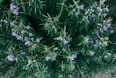 Meeting the herb - Rosemary
