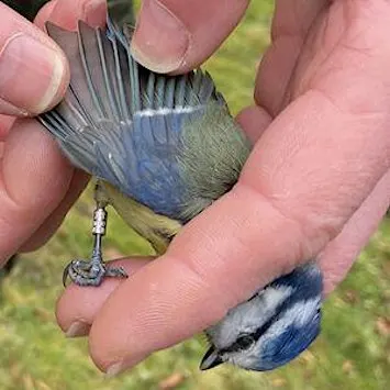 Bird Ringing - Woolley Firs, Saturday 28th November