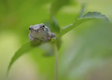 FrogWatch Training