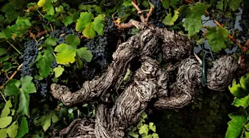 Old Vines ~ Wine Dinner