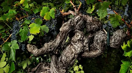 Old Vines ~ Wine Dinner