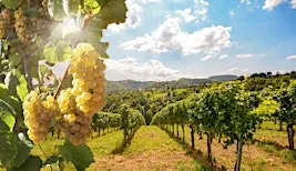 The Icons of Tuscany: A Super Tuscan Wine Masterclass