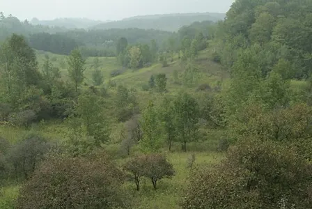 Reading the Land: Discover the Story of the Forest