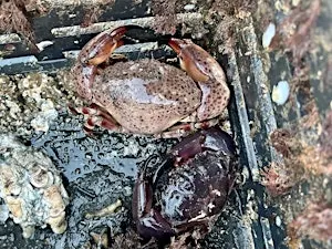 Stone Crabs in Southwest Florida!