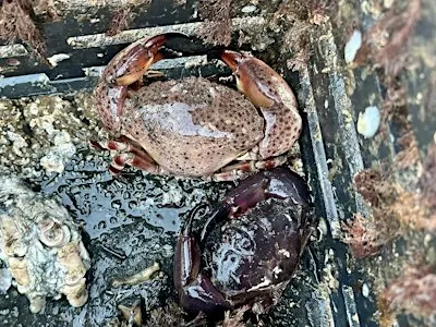 Stone Crabs in Southwest Florida!