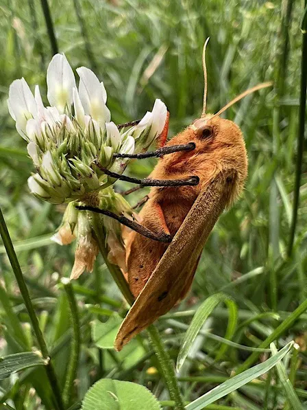 Insect Walk Series with Insectopia: Insects in Autumn