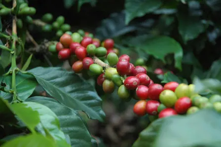 Seed to Cupping - December 2nd, 2026