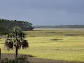 Birding the GTM NERR with Sue Killeen