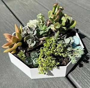 Succulent Garden at Elicit Brewing Co. Fairfield