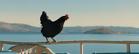Hen