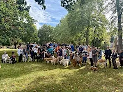 Golden Retriever Christmas Walk