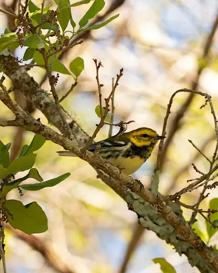 Following the Flyway: Fall Migration at Otter Mound Preserve