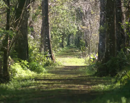Guided Walk: CREW Bird Rookery Swamp