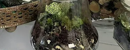 Terrarium workshop