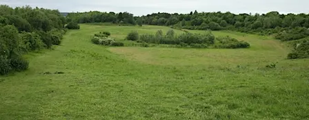 Volunteering Taster Session for 18-30s at Waterford Heath Nature Reserve