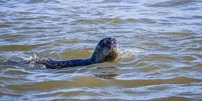 Walk with a Ranger at Rye Harbour: Shingle, Strandline & Seals (420337035)