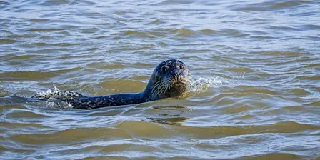 Walk with a Ranger at Rye Harbour: Shingle, Strandline & Seals (420337035)