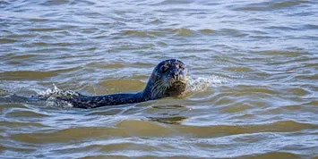 Walk with a Ranger at Rye Harbour: Shingle, Strandline & Seals (420337035)