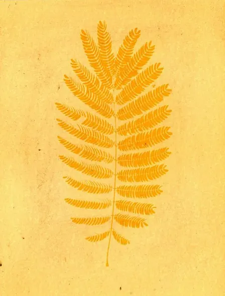 GOLDEN : A Sunprint + Tea Ritual