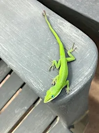 Florida-Friendly Backyard Landscaping for Wildlife