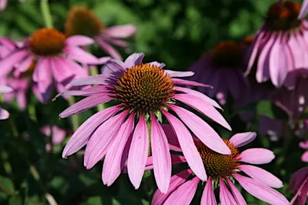 Meeting the Herb - Echinacea