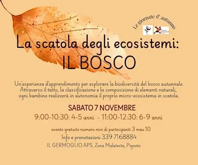 La scatola degli ecosistemi: il bosco (6-9 anni)