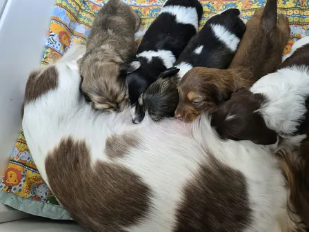 Ballarat Dachshund Puppy Yoga Class