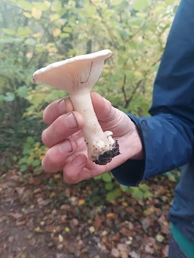 Know Your Fungi @ Linslade Wood