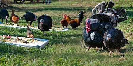 Poplar Spring's Thanksgiving WITH the Turkeys