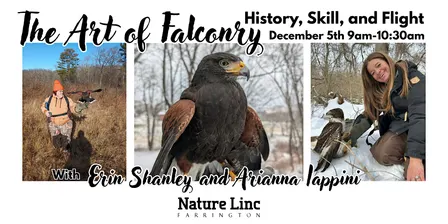 The Art of Falconry: History, Skill and Flight