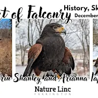 The Art of Falconry: History, Skill and Flight