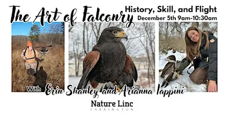 The Art of Falconry: History, Skill and Flight