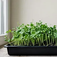 Microgreens, Sprouts, and Indoor Systems