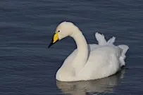 Search for the Whooper Swan