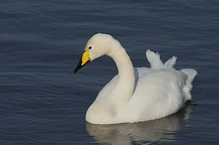 Search for the Whooper Swan