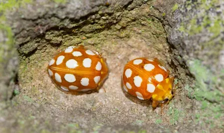 Cemetary Ladybirds: Benton Cemetery