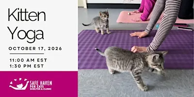Kitten Yoga at SAFE HAVEN for Cats