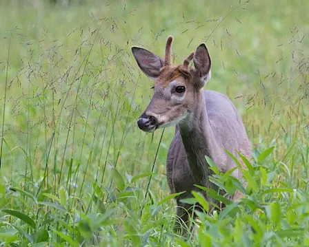 Oh Deer! The Preserve’s Deer Management Program
