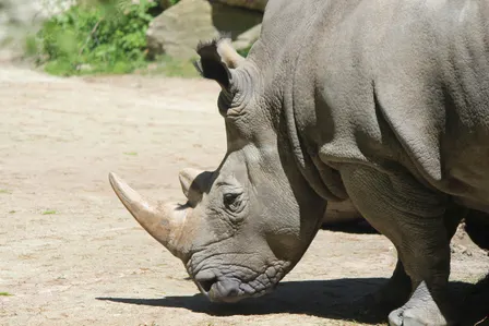 Endangered Species