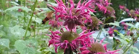 Seed Saving: Native Wildflowers at Claremont Nature Centre