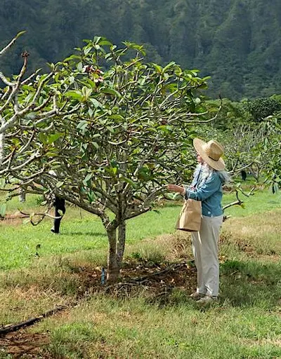 'Ōhiʻa PALs Presents – Taking Root: A Food Systems Field Day