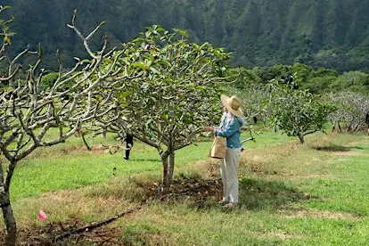 'Ōhiʻa PALs Presents – Taking Root: A Food Systems Field Day